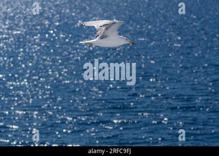Seagull in volo Foto Stock