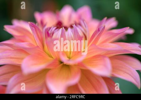 Immagine ravvicinata della testa di fiori Dahlia color pesca Foto Stock