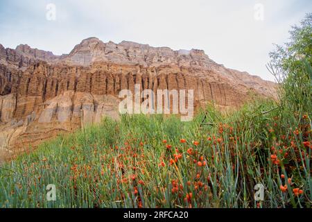 Vegetazione e fiori lungo il deserto dell'Upper Mustang con grotte artificiali nel villaggio di Chhusang, Nepal Foto Stock