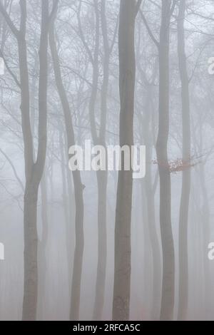 Alberi nella nebbia, riserva naturale di faggete Foto Stock