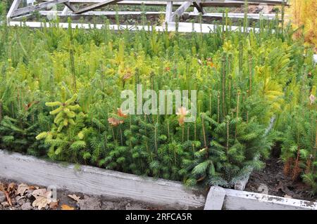 Piantine di giovani conifere coltivate in vivaio in silvicoltura Foto Stock