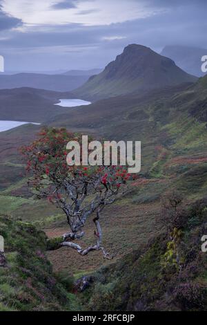 L'albero di Rowan si affaccia sul Quiraing e sul Trotternish Ridge Isle of Skye, scozia Foto Stock