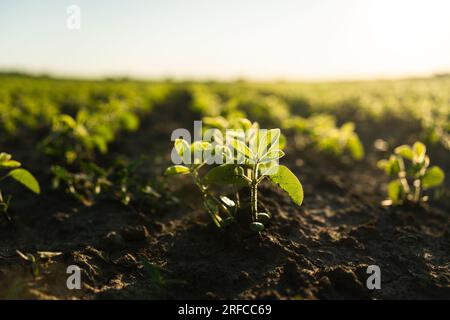 I piccoli germogli giovani di piante di soia di soia crescono in file in un campo agricolo. Giovani colture di soia durante il periodo di crescita attiva. Selettivo Foto Stock