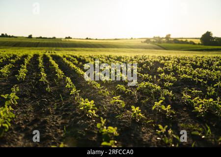 I germogli di una pianta di soia in file si estendono verso il sole in un campo agricolo. Giovani colture di soia durante il periodo di crescita attiva Foto Stock