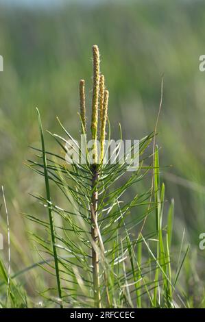 Giovane pino autosemina che cresce in natura Foto Stock