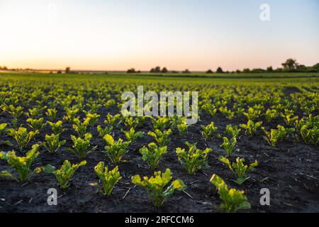 Il paesaggio agricolo di filari dritti di barbabietole da zucchero cresce nel campo agricolo in primavera. Agricoltura, biologica. Foto Stock