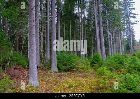 Scienza forestale, silvicoltura. Il legname di Agelong è di abete rosso europeo (Picea excelsa, P. abies) nelle foreste boreali dell'Europa nordorientale. Woodside Foto Stock