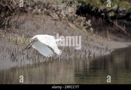 Un'egretta intermedia in flight.intermediate egret, mediana o a becco giallo è un airone di medie dimensioni. questa foto è stata scattata da sundarbans. Foto Stock