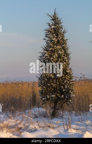 Bellissimo ginepro comune simmetrico (Juniperus communis) in inverno sulla riva di una laguna di canne. Mar Baltico Foto Stock