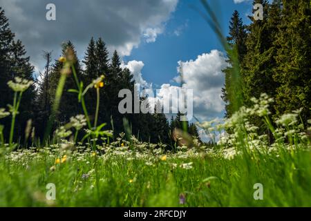 Prato vicino al villaggio di Bozi Dar sulle montagne di Krusne dopo una tempesta con nuvole bianche Foto Stock