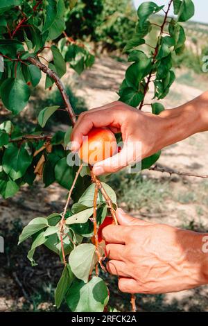 Un uomo raccoglie un'albicocca matura dal ramo di un albero, in un frutteto in Catalogna, Spagna Foto Stock