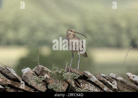 Curlew, primo piano di un curlew adulto nella stagione di nidificazione, si trovava su pareti a secco e rivolto a destra. Sfondo pulito. Orizzontale. Copia spazio. SC Foto Stock