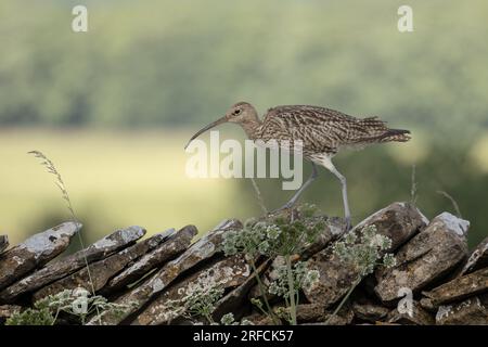 Curlew, nome scientifico: Numenius arquata. Primo piano di un adulto che cammina su un muro di pietra a secco in estate con erba e prezzemolo di mucca. Fronte Foto Stock