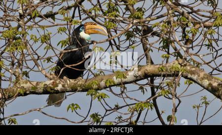 Blyth's Hornbill (Rhyticeros plicatus) femmina, uccello di Halmahera, Indonesia Foto Stock