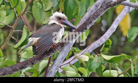 kingfisher (Pelargopsis melanorhyncha), uccello endemico di Sulawesi, Indonesia Foto Stock