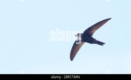 Casa Swift in volo (Apus nipalensis), uccello dell'Indonesia Foto Stock