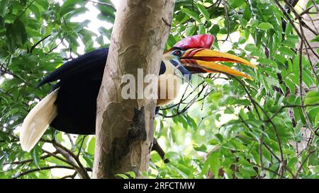 Maschio di carpino (Rhyticeros cassidix), uccello endemico dell'Indonesia Foto Stock