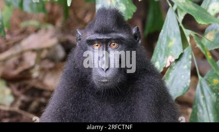 Ritratto di macaco crestato Celebes (Macaca nigra), Sulawesi, Indonesia Foto Stock