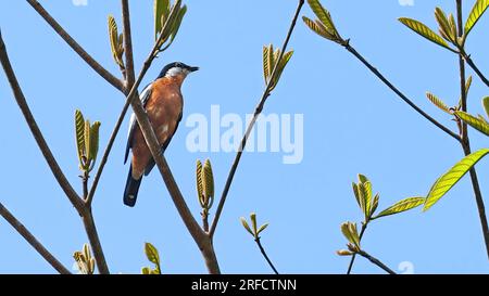 Triller con abbellimenti ruandesi (Lalage aurea), uccello endemico di Halmahera, Indonesia Foto Stock