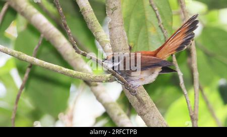 Sulawesi fantail (Rhipidura teysmanni), uccello endemico dell'Indonesia Foto Stock