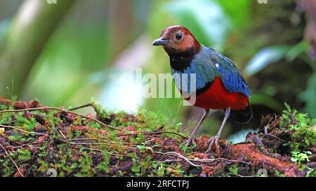 Sulawesi pitta (Erythropitta celebensis), uccello colorato dell'Indonesia Foto Stock