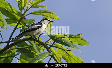 Triller con crosta bianca (Lalage leucopygialis), uccello endemico dell'Indonesia Foto Stock