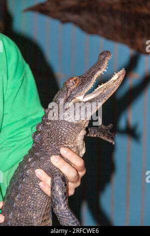 Baby Alligator al Colorado Gators vicino ad Alamosa, Colorado. Questi "Gator" ripuliscono il waster per un allevamento ittico di tilapia. Foto Stock