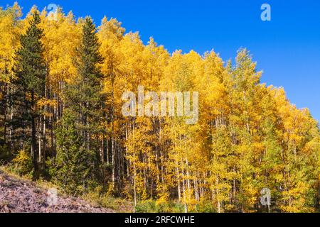 Colore autunnale con foglie di alberi di Aspen che diventano gialle e arancioni sulla US 550, la "Million Dollar Highway", in Colorado. Foto Stock