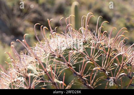 Cactus nel Saguaro National Park in Arizona USA Foto Stock