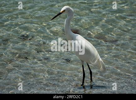 Un'egretta innevata si tuffa in acque poco profonde Foto Stock