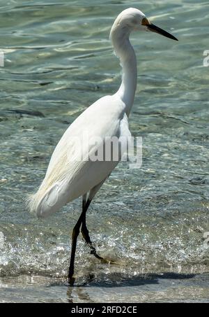 Un'egretta innevata si tuffa in acque poco profonde Foto Stock