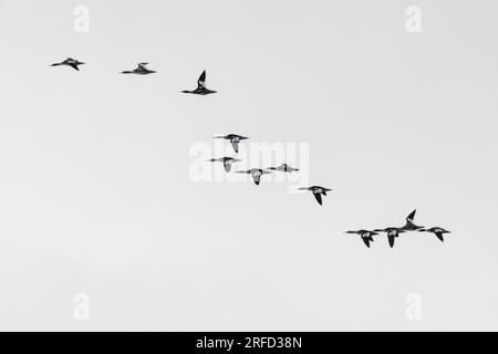 Un gregge di formazione di merganser comune (mergus merganser) che vola Foto Stock