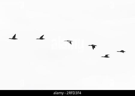 Un gregge di formazione di merganser comune (mergus merganser) che vola Foto Stock