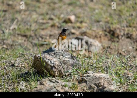 Una rossa nera (Phoenicurus ochruros) nel Yolyn am (Parco Nazionale Gurvan Saikhan), una gola profonda e stretta nei Monti Gurvan Saikhan vicino a D. Foto Stock