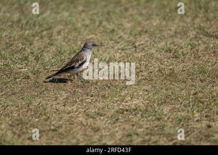 Un mulino di neve dalle ali bianche (Montifringilla nivalis) nel Yolyn am (Parco Nazionale Gurvan Saikhan), una gola profonda e stretta nel Gurvan Saikhan Mounta Foto Stock