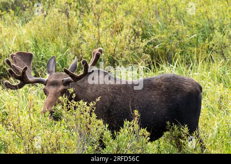 Alce di toro con corna in velluto che naviga in un boschetto di salici. Le alci sono chiamate alce in Europa Foto Stock
