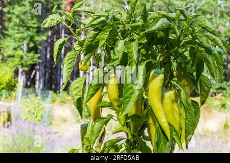 Un primo piano della pianta ibrida produttiva Lola Banana Pepper (Capsicum annuum), con molti frutti maturati, che cresce in un giardino domestico. Foto Stock