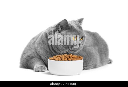 Un gatto britannico grasso mangia cibo per gatti da una ciotola su sfondo bianco. Obesità, gatti in sovrappeso. Dieta, cibo per animali. Foto Stock