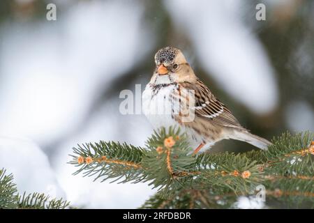 Harris's Sparrow (Zonotrichia querula), Winter, Minnesota, USA, di Dominique Braud/Dembinsky Photo Assoc Foto Stock