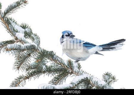 Blue jay (Cyanocitta cristata), Winter, arroccato su Evergreen Bough, Eastern North America, di Dominique Braud/Dembinsky Photo Assoc Foto Stock