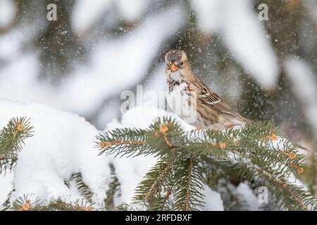 Harris's Sparrow (Zonotrichia querula), Winter, Minnesota, USA, di Dominique Braud/Dembinsky Photo Assoc Foto Stock