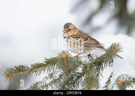 Harris's Sparrow (Zonotrichia querula), Winter, Minnesota, USA, di Dominique Braud/Dembinsky Photo Assoc Foto Stock