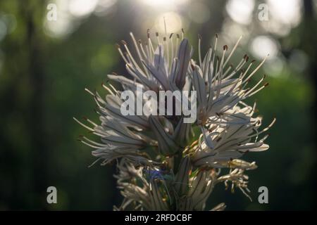 Fiore di asphodelus albus asphodel, verga di San José, gamoncillo o gamón bianco in Valle del Ambroz su sfondo chiaro orizzontale Foto Stock