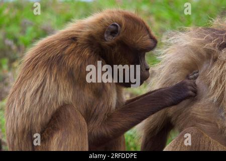 Babbuino femminile che cura il suo compagno maschio alfa dominante sotto il sole estivo. Foto Stock
