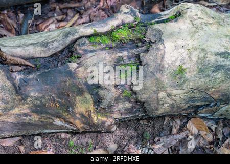 Design naturale degli sfondi per tecnica di messa a fuoco selettiva del muschio grafico, sfocatura dello sfondo Foto Stock