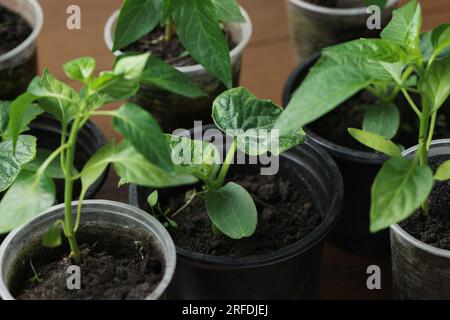 Piantine che crescono in contenitori di plastica con terreno, primo piano Foto Stock