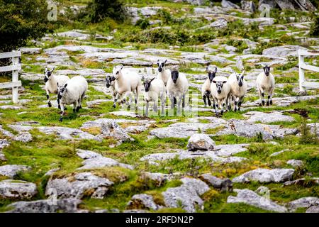 Mandria di pecore guidata da cani addestrati a pastori all'aperto in una fattoria di campagna Foto Stock