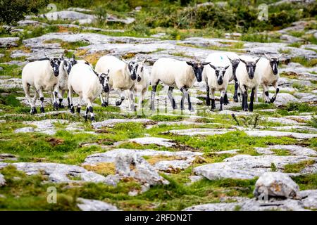 Mandria di pecore guidata da cani addestrati a pastori all'aperto in una fattoria di campagna Foto Stock