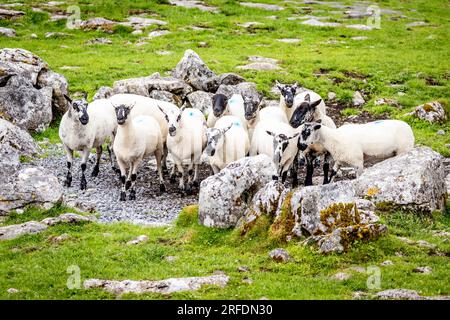 Mandria di pecore guidata da cani addestrati a pastori all'aperto in una fattoria di campagna Foto Stock