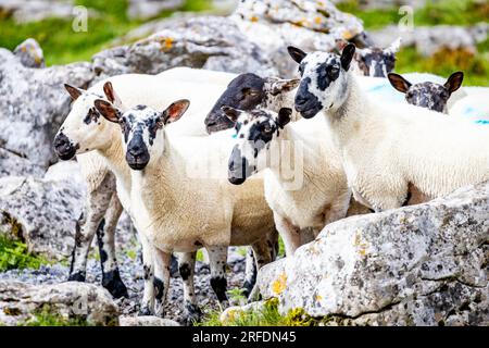 Mandria di pecore guidata da cani addestrati a pastori all'aperto in una fattoria di campagna Foto Stock